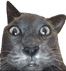 cat_9
