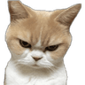 cat_5