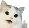 cat_13