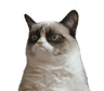cat_4