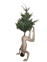 treeinass