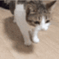 41874catfalling