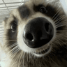 erf_teeth