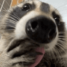erf_lick