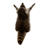 raccoon_hail