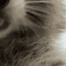 bigerf_5