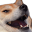 doge_laugh