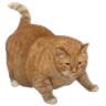 6386wholesomechonker
