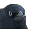 birb