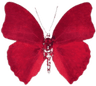 redbutterfly