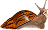 bigbigsnail