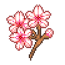 sakura_flowers