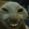 catsmilecreepy