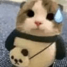cat_worry