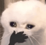CatOMG