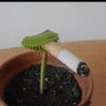 venussmoke