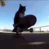 skatercat