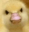 angryduck