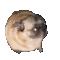 D7_Dog