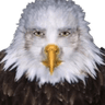 4396cursedeaglestare