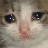 cat40