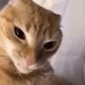 m_catwtf