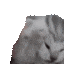 Cat_AAAA