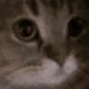 meow