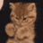 MEHX_raecat