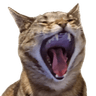 Leo95