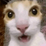 surprisedcat