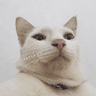 judging