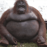 monke