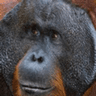 monke_confuse