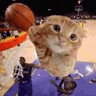 RAHHHHHCAT