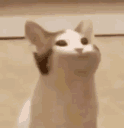 cattocat