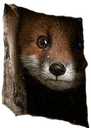 foxpeek