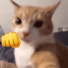 gatopuo