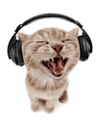 catwithheadphones
