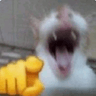 catlaugh