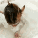 1monkeybath