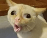CatSneeze
