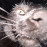 CatSniff