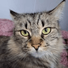 CatStare