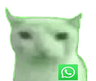 Whatsupbruhcat
