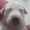 emoji_81