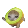 kiwicatrun