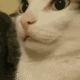 cat_shh
