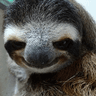 slothsmile