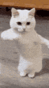 RiffKittyDance